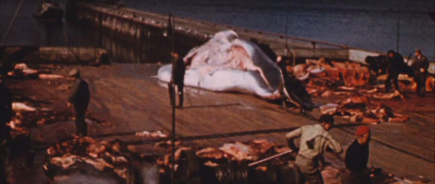 Stillbild ur Reykjavik Whale Watching Massacre, 01:12:37
