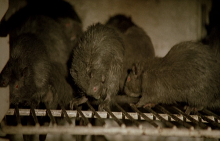 Stillbild ur Rats: Nattens terror, 01:24:14