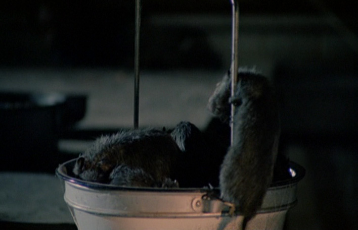 Stillbild ur Rats: Nattens terror, 01:81:33