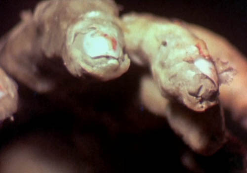 Stillbild ur The Texas Chain Saw Massacre, 01:08:00